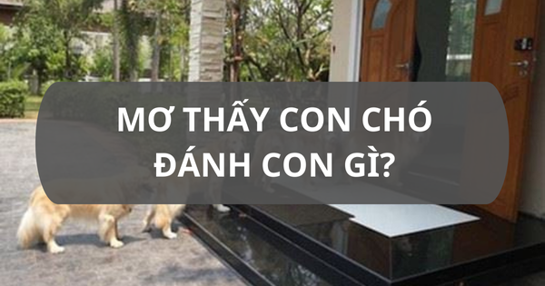 Mơ thấy chó đánh con gì? Những con số may mắn liên quan đến giấc mơ thấy chó